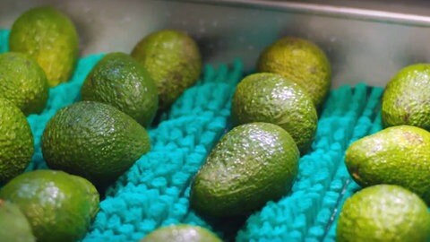 Zu sehen sind Avocados beim Coating