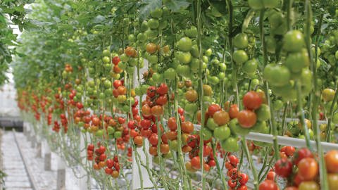 Rote und noch grüne Tomaten hängen an Stauden in einem Gewächshaus. 