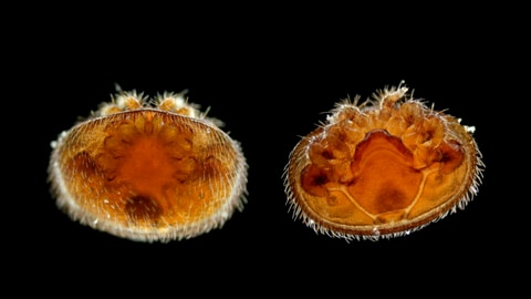 Zwei Varroamilben sind extrem vergrößert vor schwarzem Hintergrund zu sehen. Welcher Honig ist der beste?