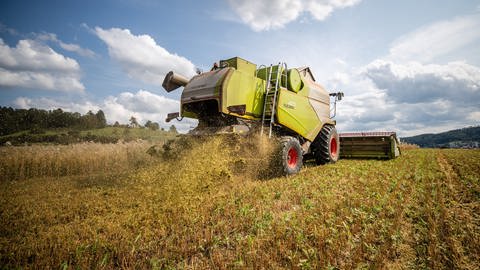 Ein Landwirt fährt bei der Getreideernte mit seinem Mähdrescher über ein Haferfeld.