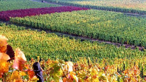 Herbstliche Weinberge im Rheingau. 