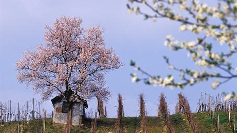 Weinberge an der Hessischen Bergstraße bei Zwingenberg. 