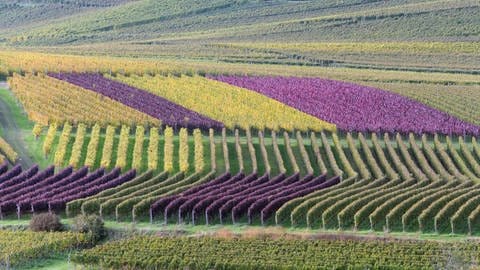 Weinberge in Baden. 