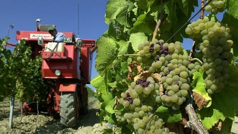 Traubenernter fährt durch die Weinberge bei Gau-Bickelheim. 