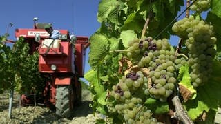 Traubenernter fährt durch die Weinberge bei Gau-Bickelheim. 