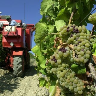 Traubenernter fährt durch die Weinberge bei Gau-Bickelheim. 