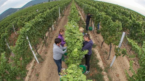 Weintrauben der Sorte Bacchus werden im Weinberg bei Edesheim gelesen. 