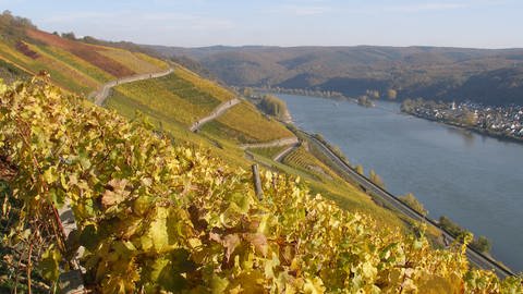 Weinberge im Mittelrheintal bei Boppard.