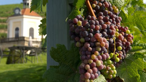 Weinbergsterrassen in Radebeul. 