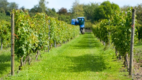 Mit einer Traubenerntemaschine werden nahe von Laucha Trauben der Rebsorte Müller-Thurgau geerntet. 