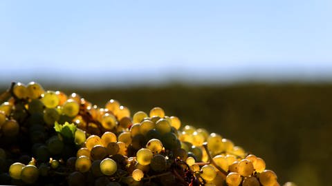 Weintrauben der Sorte Bacchus in Franken. 