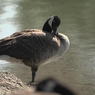 Gans am Badesee