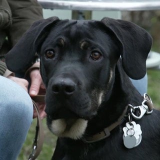 Schwarzer Kangal-Hund