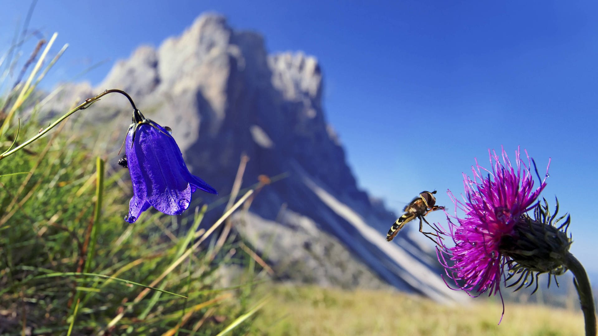 Wie Hoch Konnen Fliegen Fliegen Umwelt Natur 1000 Antworten Swr Wissen Swr