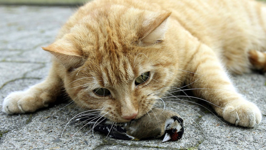 Was Tun Wenn Die Katze Vogel Und Mause Mitbringt Tiere Swr Wissen