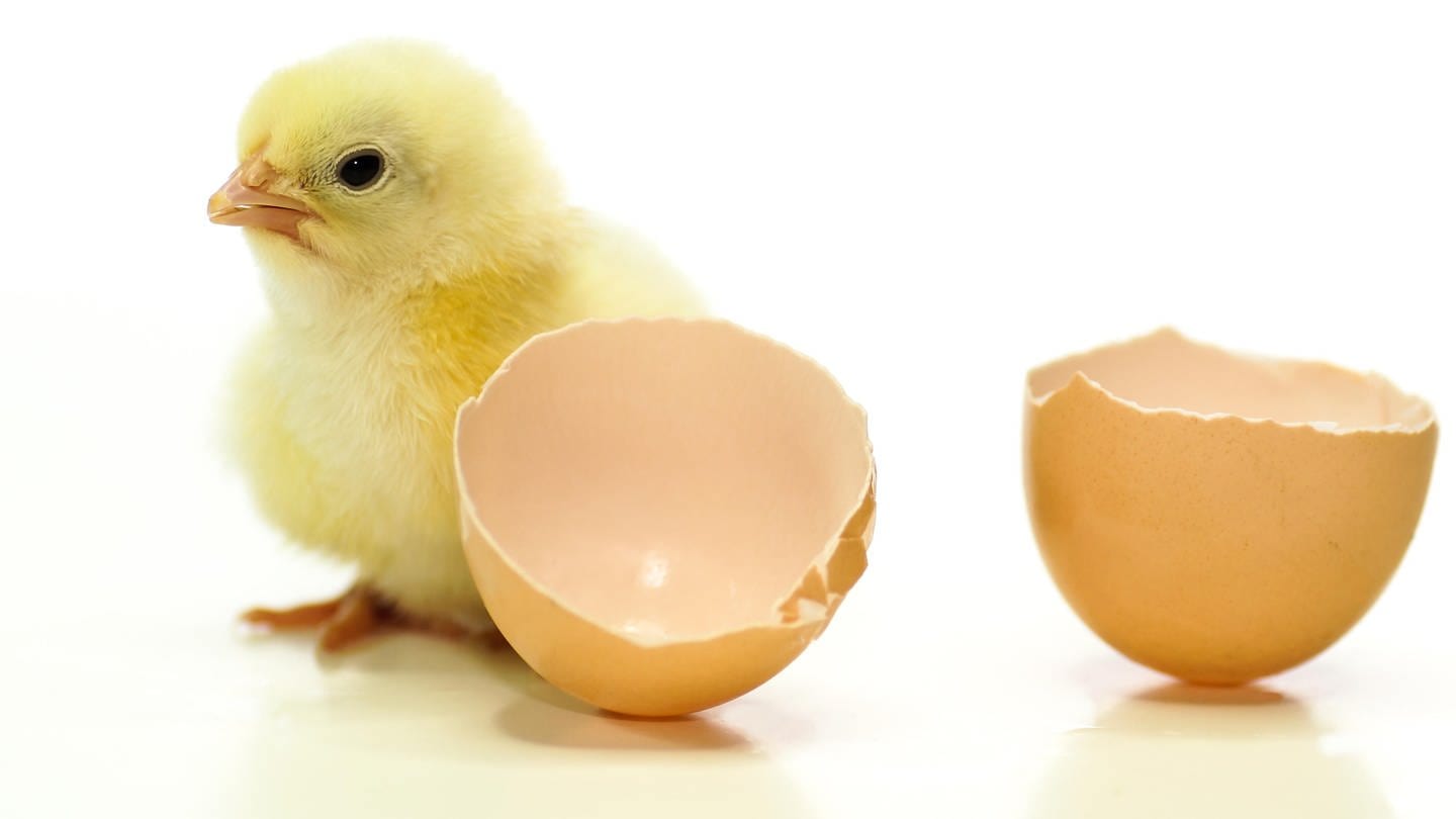 Küken neben Eierschalen: Was war zuerst: die Henne oder das Ei?