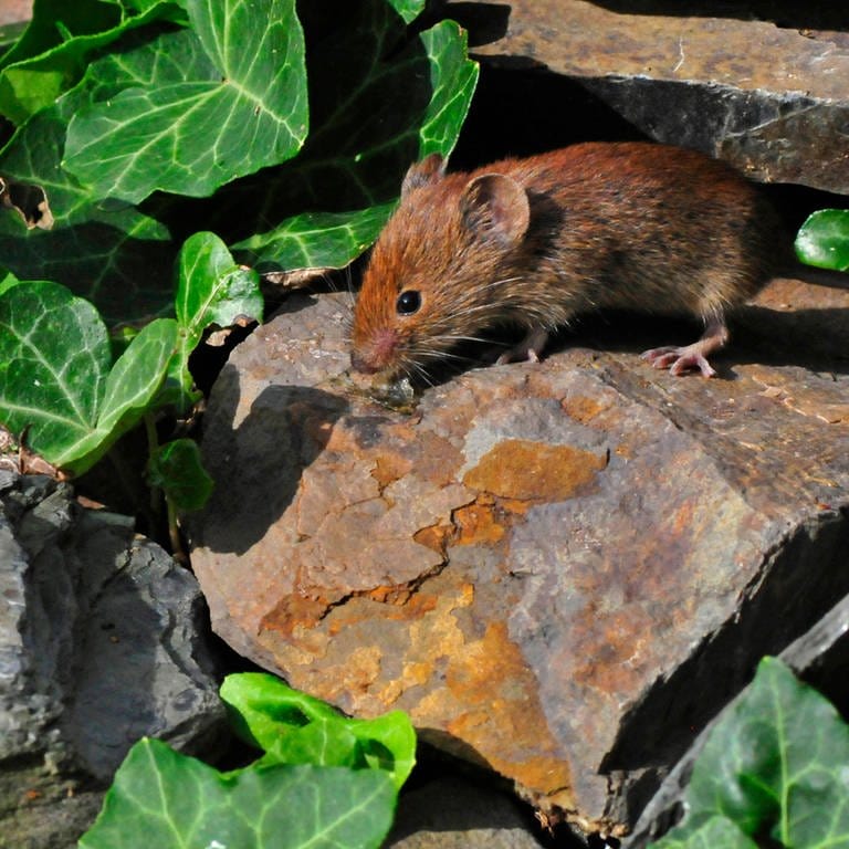Nagetiere erkennen und vertreiben: Mäuse im Garten – Was tun