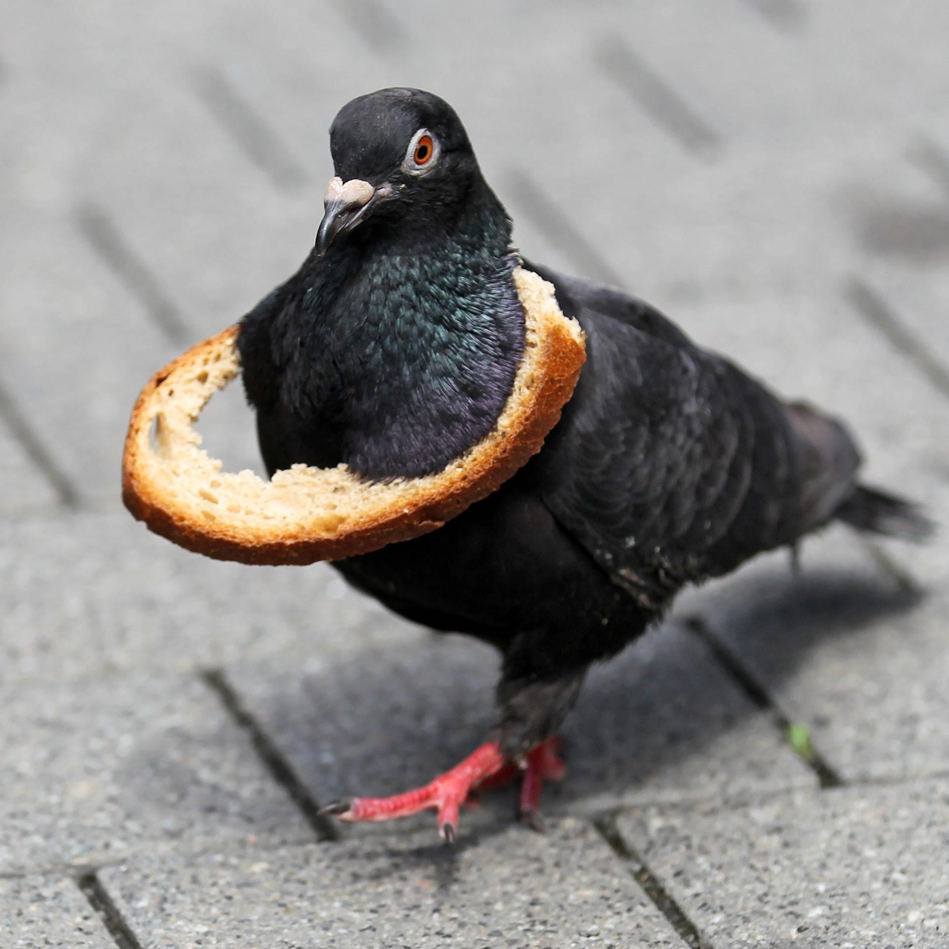 Die Taube – Ein Vogel polarisiert