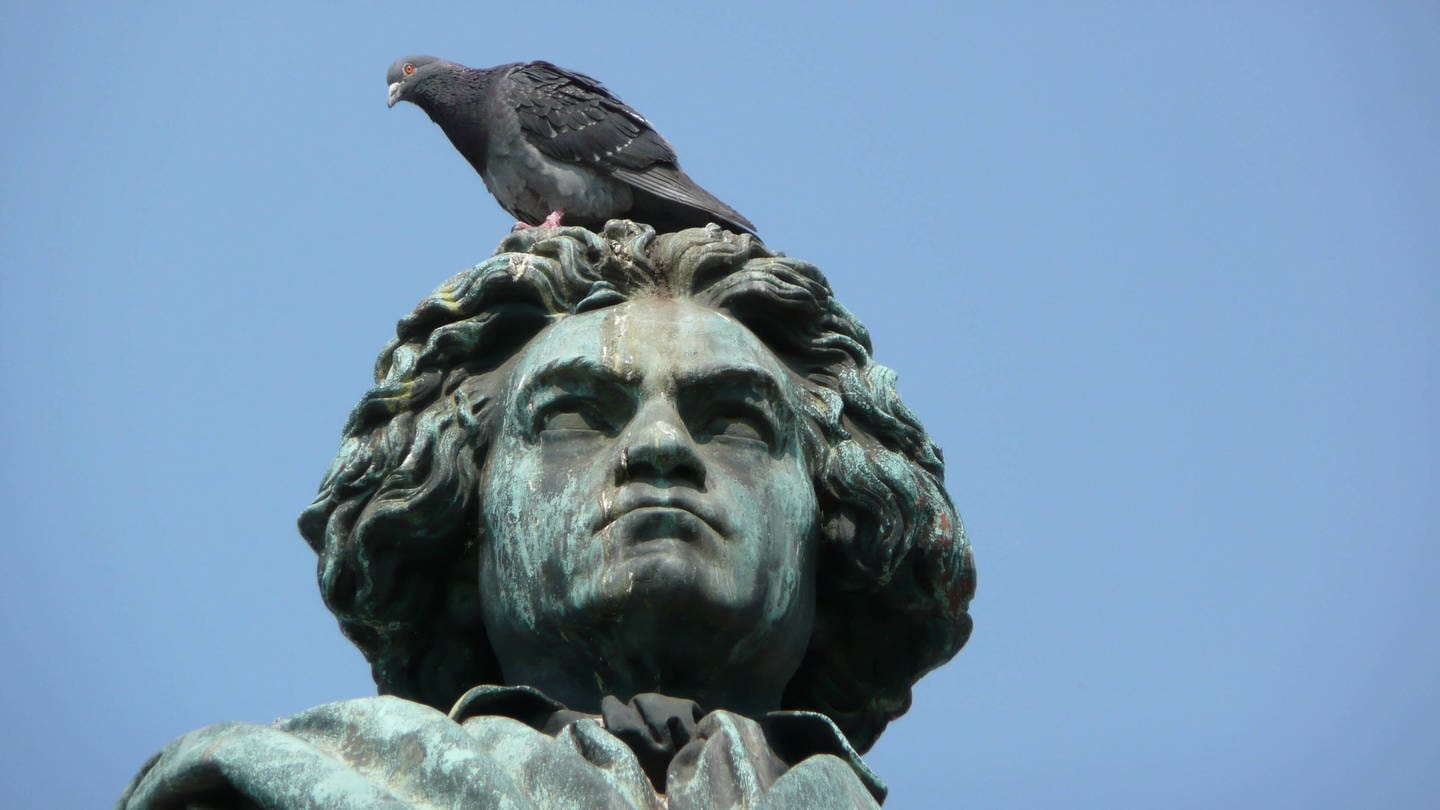 Eine Taube sitzt auf dem Kopf einer Beethoven-Statue. Wegen der Harnsäure ist Taubenkot nur schwer zu entfernen.