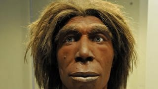 Büste eines Neandertalers, Museum für Naturkunde, Berlin