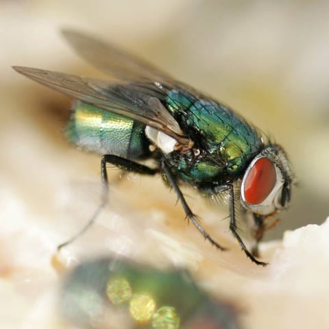 Stubenfliegen gehören im Insektenreich zu den besten Fliegern (Foto: IMAGO, imago images / Frank Sorge)