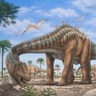 Diplodocus: Es gibt Versuche, das Alter von Langhalsdinosauriern zu berechnen. So wurde herausgefunden, dass selbst die ganz riesigen Tiere nicht älter als 70 Jahre geworden sind.