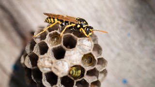 Eine Wespe sitzt auf ihrem Wespennestm, in dem schon kleine Eier abgelegt sind