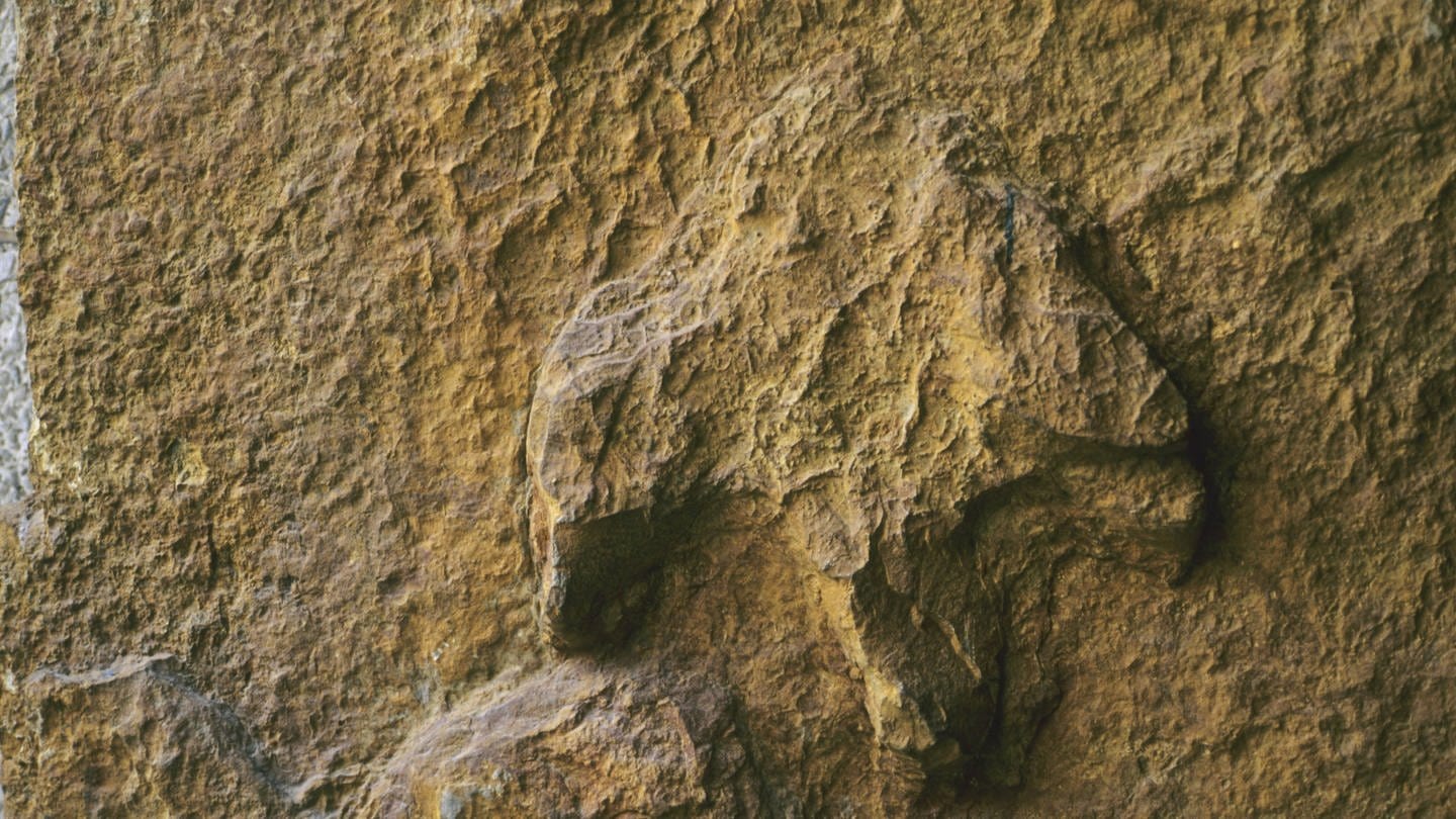 Fussspur eines Iguanodons aus der Unterkreide, Obernkirchen / Niedersachsen