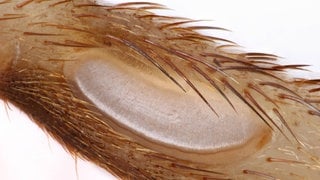 Tympanalorgan (Hörorgan) einer Grille (Gryllidae)