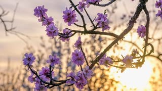 Mandelblüten bei Sonnenaufgang. "Ostern" geht vermutlich auf ein indogermanisches Wort zurück, das so viel wie "Morgenröte" bedeutet