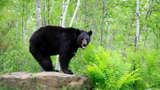 Amerikanischer Schwarzbär (Ursus americanus): Durch regelmäßiges Zittern trainieren Bären ihre Muskeln auch im Winterschlaf. So beugen sie einem zu starken Muskelabbau vor.
