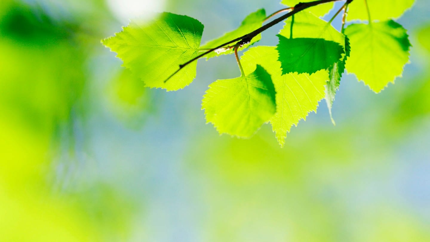 Junge grüne Blätter einer Birke: Jemandem grün sein kommt von der positiven Bedeutung der Farbe. Wenn ich jemandem grün bin, dann bin ich ihm gegenüber wachstumsorientiert, es ist in einen positiven Bereich hineingehend.