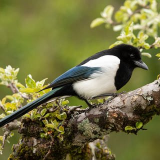 Elstern (Pica pica) stehen unter Naturschutz. Ihre Nester dürfen nicht geplündert werden, auch wenn sie kleinere Vögel wie Meisen verjagen.