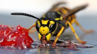 Eine Wespe frisst: Fliegen ist ein sehr energieverbrauchender Prozess. Vor allem Kohlehydrate sind da als Energielieferanten begehrt, und die stecken z.B. in Süßigkeiten.