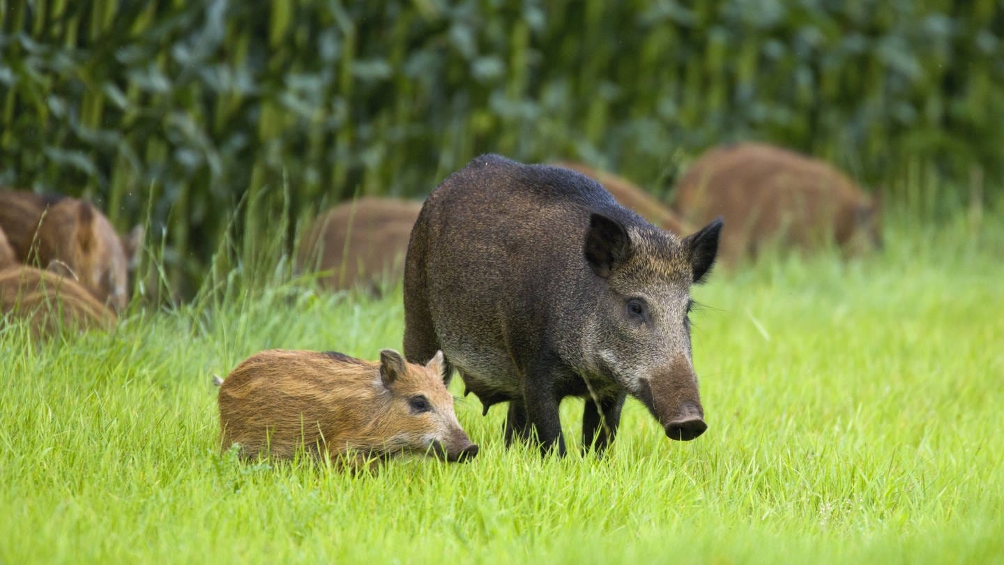 Wildschweine – im frühen Palästina Nahrungsmittelkonkurrent und damit wohl historische Ursache des Schweinefleischverbots
