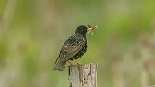 Ein Star (Sturnus vulgaris) mit Futter für seine Jungen im Schnabel (Sturnus vulgaris). Die Syrinx ist ein Singmuskelapparat, mit dem die einzelnen Laute erzeugt werden. Einige Vögel haben eine besonders komplizierte Syrinx und können alles Mögliche imitieren; zu diesen Vögeln gehören insbesondere die Stare. 