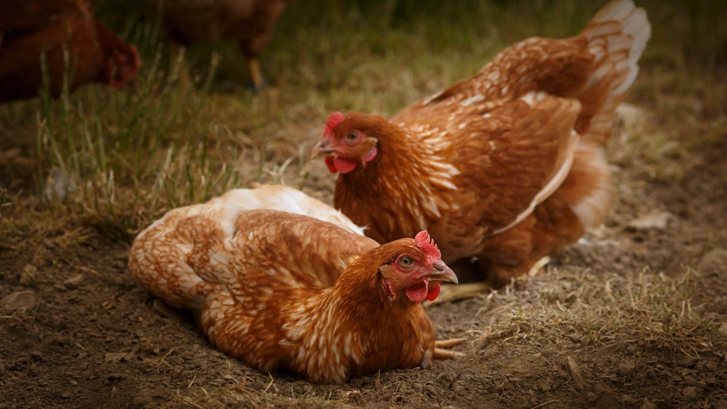 Hühner scharren ein Nest: Warum Hennen nach der Eiablage schreien, ist nicht klar. Vermutlich ist es ein Signal an die anderen Hühner, dass die Fortpflanzung erfolgreich durchgeführt wurde.
