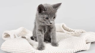 Katze steht auf weicher Decke: Ist das Treten auf weichen Unterlagen ein Verhaltensmuster