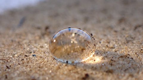 Trockene Böden "dürsten" nicht nach Wasser, das sie sofort aufnehmen würden. Das Gegenteil ist der Fall: Obwohl der Boden sehr trocken ist, steht das Wasser in Pfützen und versickert nicht oder nur langsam. (Foto: © BGR)