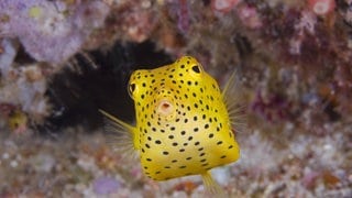 Kofferfisch in Indonesien: Die Fische spielen in der Bionik eine Rolle, denn sie verfügen mit ihrem eckigen Körperbau über eine gute Aerodynamik, die bereits als Vorbild in der Automobilbranche eingesetzt wurde.