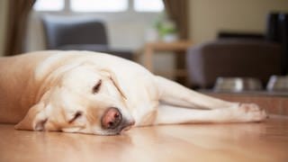 Schlafender Hund: Die Tiere können im Schlaf ähnlich wie Menschen träumen