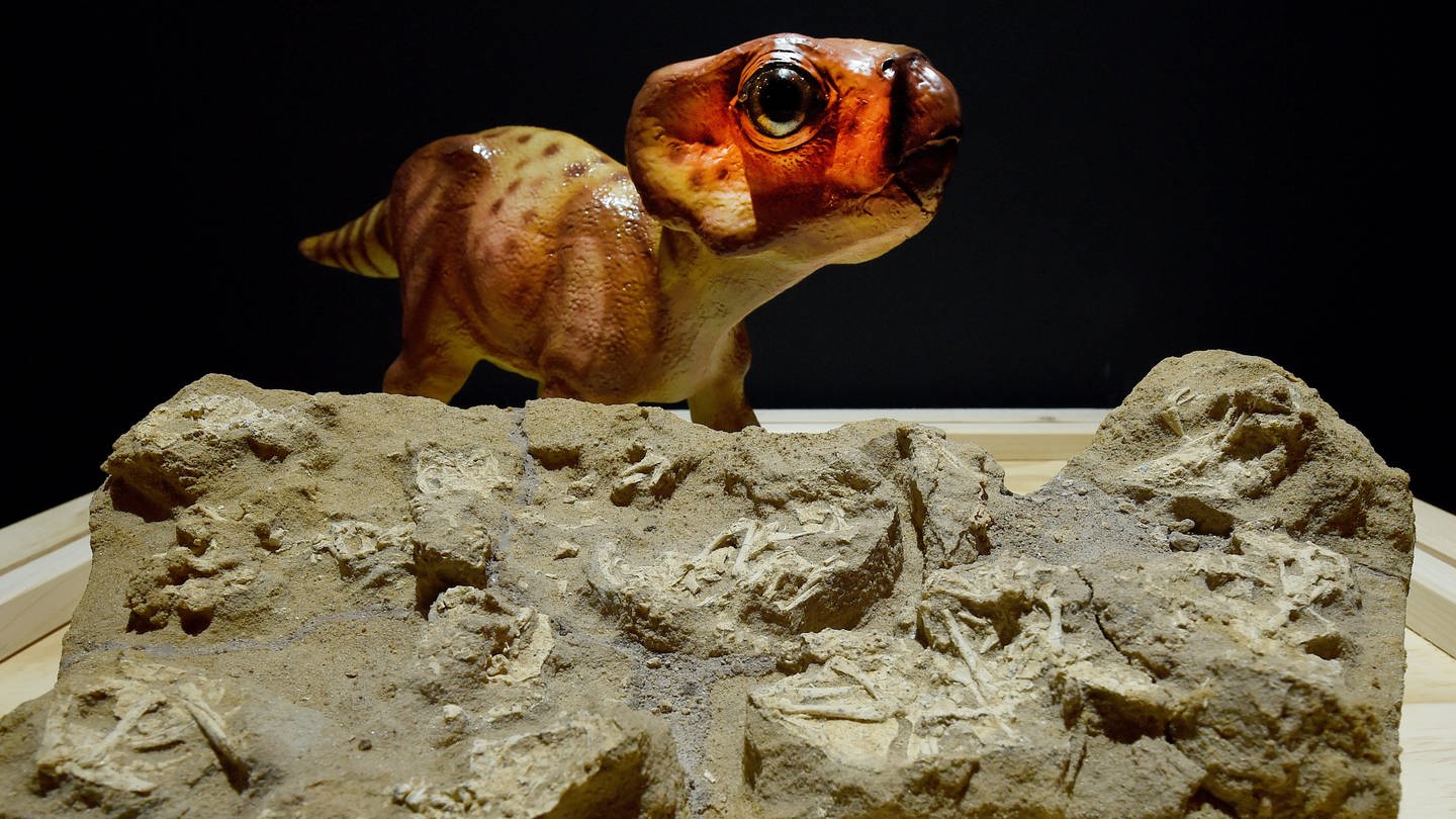 Versteinerte Skelette von Saurierembryonen mit Nest (Obere Kreide, 76 Mio. Jahre, Fundorte Nordamerika und Asien) werden 2016 in einer neuen Ausstellung im Dinosaurier-Park Münchehagen in der Region Hannover (Niedersachsen) präsentiert
