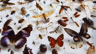 Insekten aus der Sammlung des Museums fuer Naturkunde in Berlin: Insekten gab es bereits vor mehr als 500 Millionen Jahren – lange bevor es Fische, Saurier oder Säugetiere gab. Weil es die Insekten schon so lange gibt, hatten sie viel Zeit, sich in der Evolution auseinanderzuentwickeln und in viele Arten aufzuspalten.