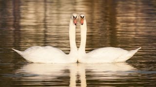 Schwäne stehen für ewige Liebe und Treue - nicht zu unrecht: Schwäne sind monogame Vögel, das heißt sie bleiben lebenslang mit demselben Partner zusammen.