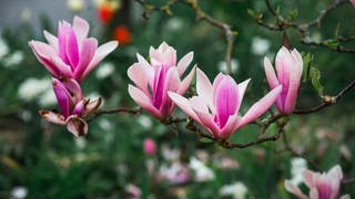 Rosa Magnolienblüten an einem Ast: Wenn Magnolien von Efeu überwuchert werden, sollte man den Efeu, der zum "Würger" werden kann, entfernen.