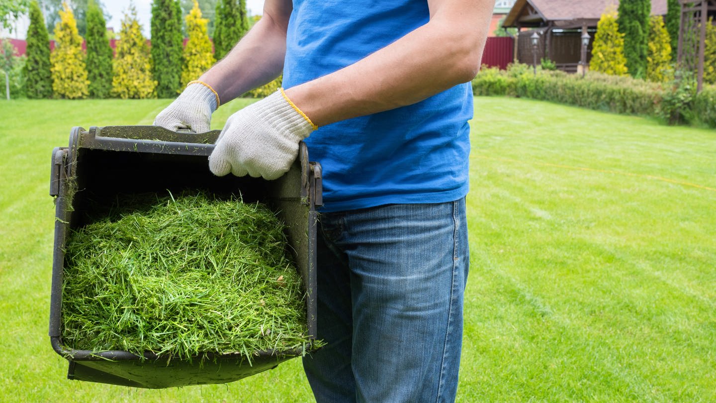 Ein Mann hält einen Container mit Grasschnitt nach dem Rasenmähen: Gras ist sehr gut für den Kompost, aber es sollte durchmischt werden. Denn wenn man einen zu großen Haufen Gras auf einmal auf den Kompost wirft, beginnt das Gras zu faulen.