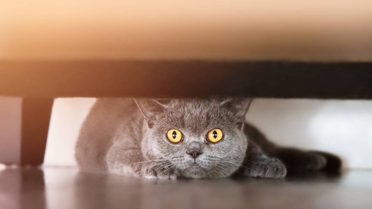 Katze unter Sofa: Lange bevor der Mensch etwas bemerkt, verziehen sich Katzen unters Sofa, wenn ein Gewitter im Anmarsch ist. Wie kann das sein? Haben sie einen 