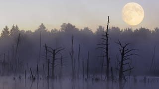 Mond über dem Naturschutzgebiet Schwenninger Moos: Ohne den Mond hätten wir keine verlässlichen Jahreszeiten. Denn der Mond stabilisiert die Erdachse.