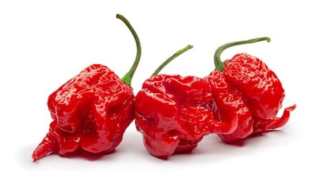 Carolina Reaper ist die schärfste Chili der Welt. Scharf wird die Chili durch bestimmte chemische Stoffe – Capsaicine. Im Mund täuschen sie dem Nervensystem eine Verletzung vor.