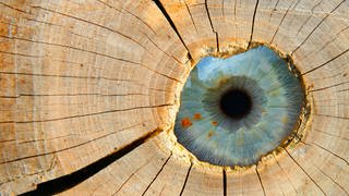 Auge mit blauer Iris in einem Stück Holz: Seit der Romantik war das Mittelalter beliebt: Mittelalterromane und Mittelalterdramen entstanden. Aber die Quellen für die Redensarten sind meist andere. Auch "Holzauge, sei wachsam" hat nichts mit mittelalterlichen Burgen und Schießscharten zu tun.